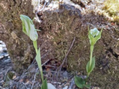 Pterostylis dubia