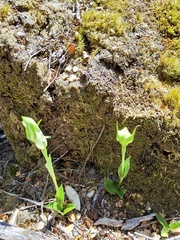 Pterostylis dubia
