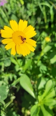 Asteraceae