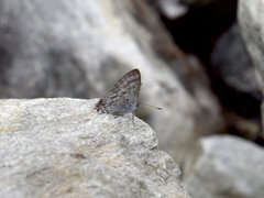 Hypolycaena kina