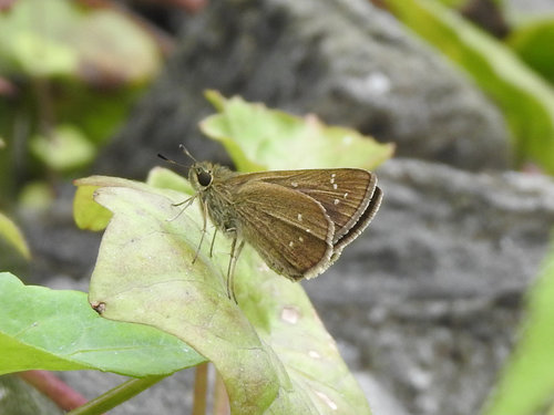 Formosan Swift photo 5
