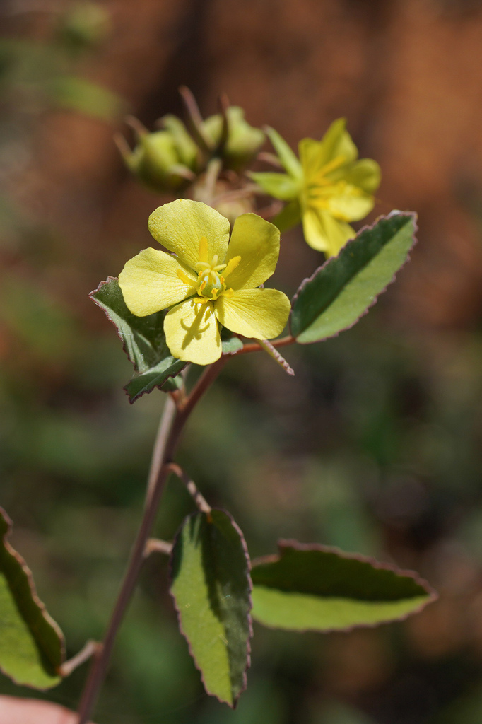 Melhania corchoriflora