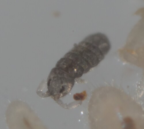 Springtail