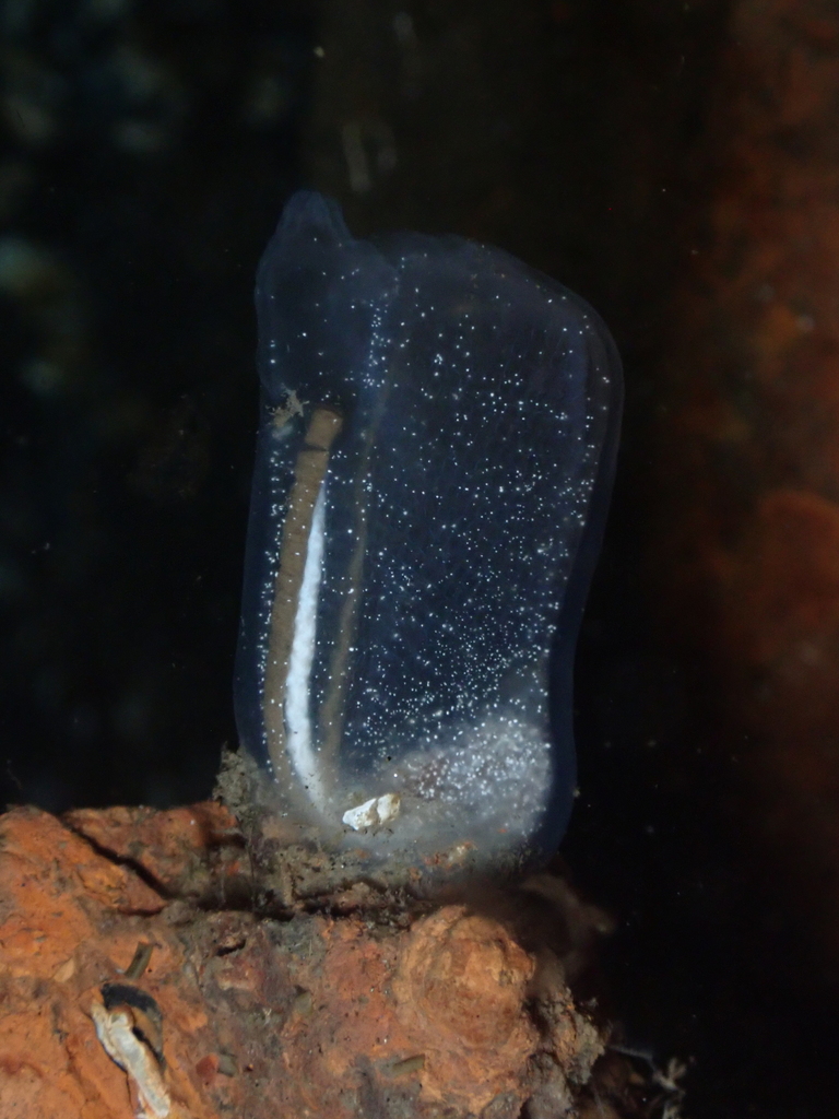 Icy Tunicate