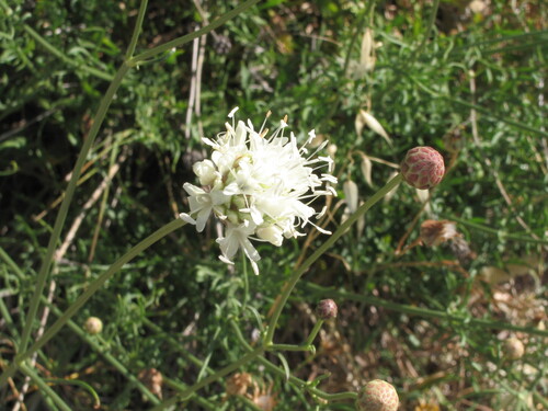Giant scabious (Cephalaria leucantha)