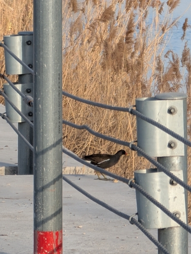 Eurasian Moorhen