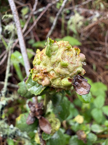 Unknown species found near Mount Wittenberg Trail, Inverness, CA, US