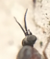 Sylvicola alternatus