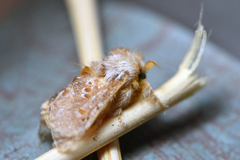 Pseudanapaea denotata