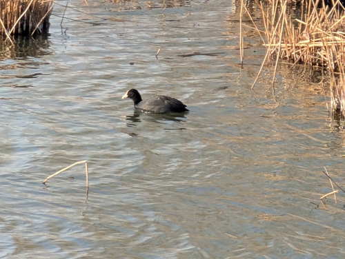 Eurasian Coot