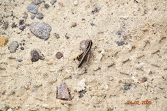 Macrotona securiformis