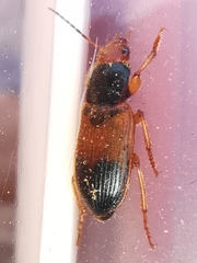 Diachromus germanus