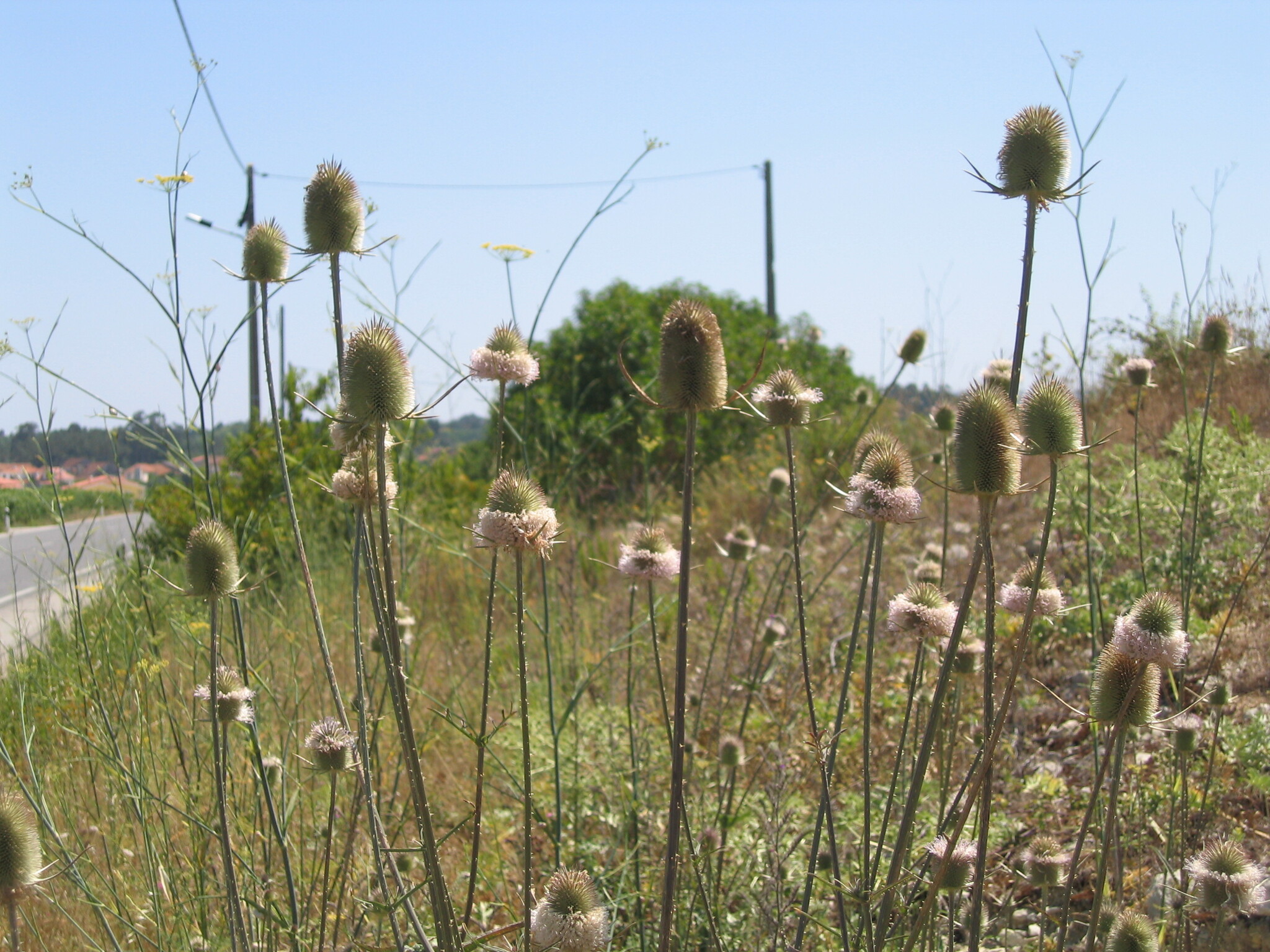 Dipsacus comosus