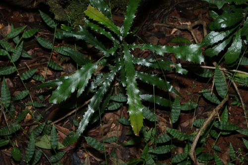 white beefwood (Orites excelsus)