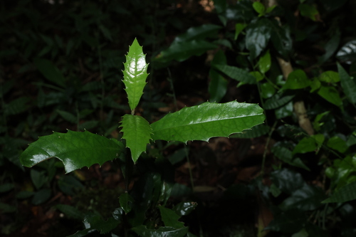 Featherwood (Polyosma cunninghamii)