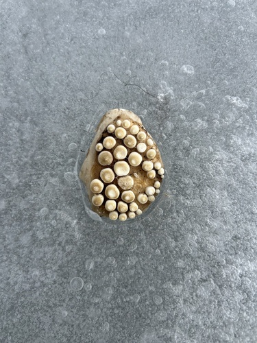 Aplodinotus grunniens