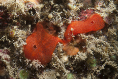 Polysyncraton lacazei