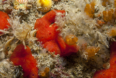 Polysyncraton lacazei