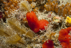 Polysyncraton lacazei