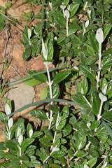 Teucrium fruticans