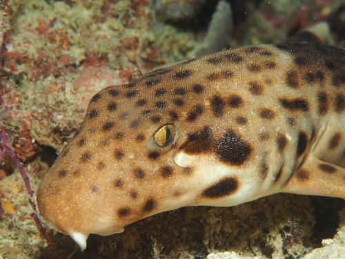 Indonesian speckled carpetshark (Hemiscyllium freycineti) — Hemiscylliidae