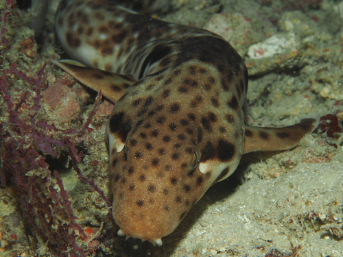 Indonesian speckled carpetshark (Hemiscyllium freycineti) — Hemiscylliidae — 2