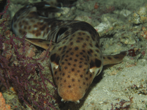 Indonesian speckled carpetshark (Hemiscyllium freycineti) — Hemiscylliidae — 5