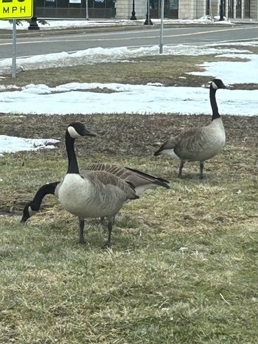 Canada Goose
