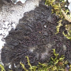 Collema subnigrescens