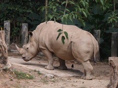 Ceratotherium simum