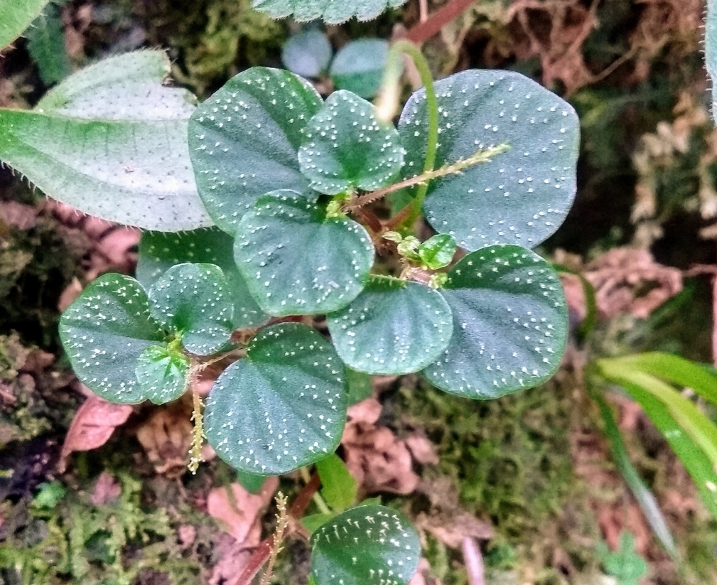 Hispidulae
