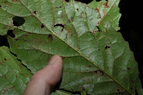 Sloanea australis, photograph 5