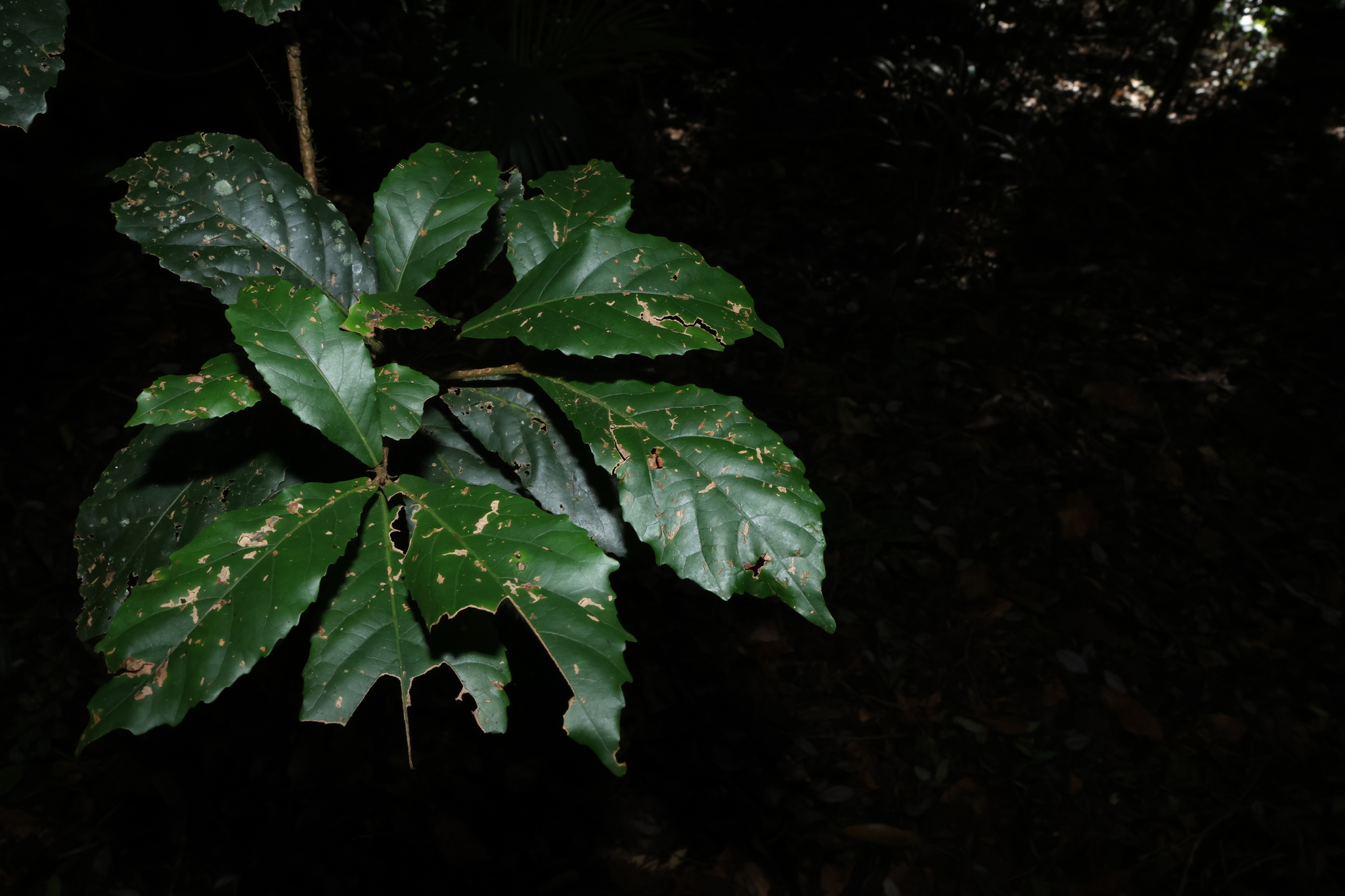 Maiden's Blush (Sloanea australis)