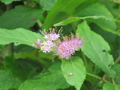 Callicarpa pedunculata