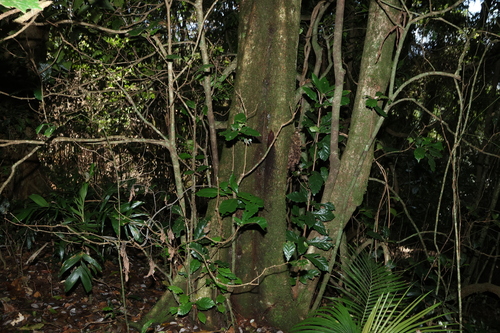 Sloanea australis, photograph 6