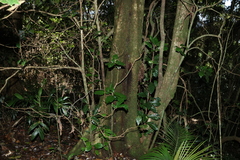 Sloanea australis, photograph (c) Greg Tasney, some rights reserved (CC BY-SA)