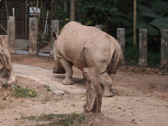 Ceratotherium simum