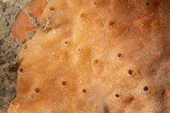 Polysyncraton bilobatum