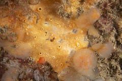 Polysyncraton bilobatum