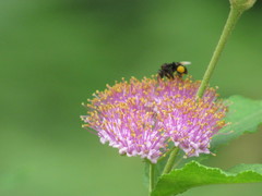 Callicarpa pedunculata