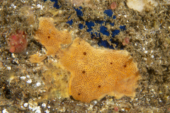 Polysyncraton bilobatum