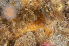 Polysyncraton bilobatum