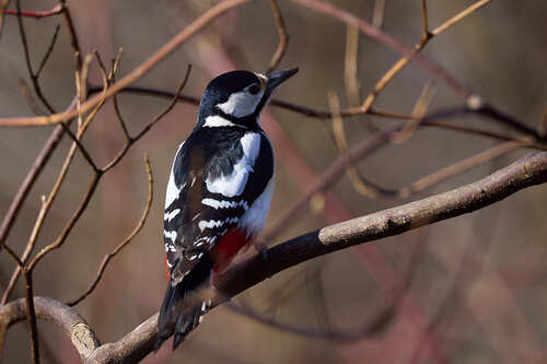 Great Spotted Woodpecker