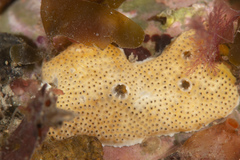 Polysyncraton bilobatum