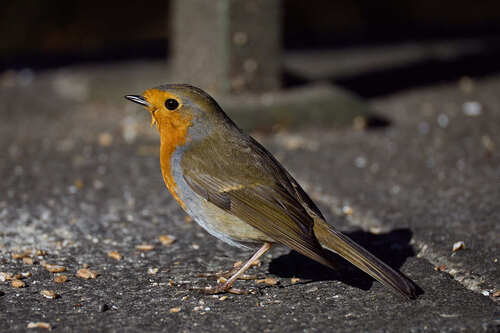 European Robin
