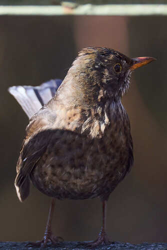 Common Blackbird