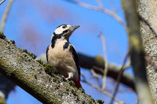 Great Spotted Woodpecker