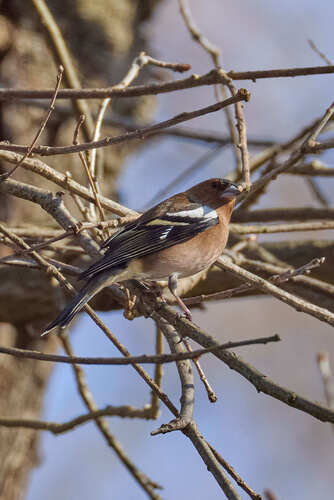 Common Chaffinch