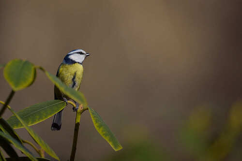 Eurasian Blue Tit