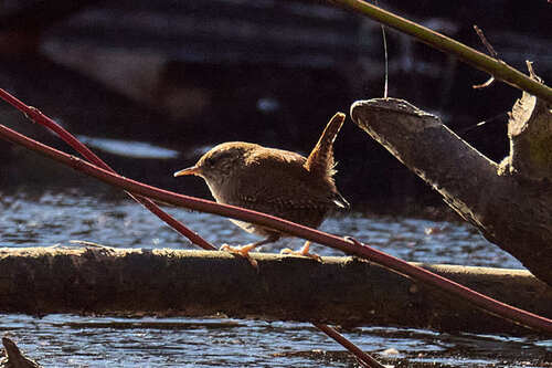Eurasian Wren